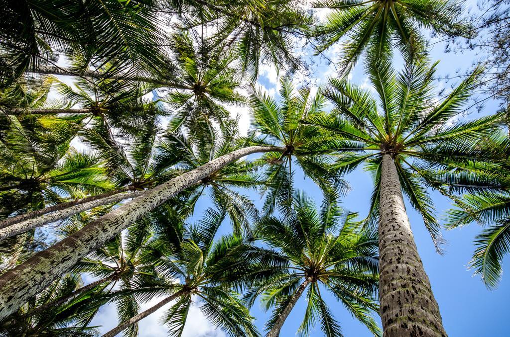 Marlin Waters Beachfront Apartments Palm Cove Rom bilde